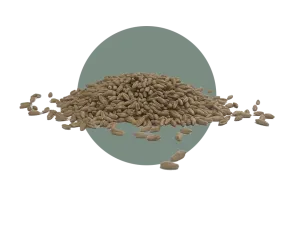 Flex 719 Triticale